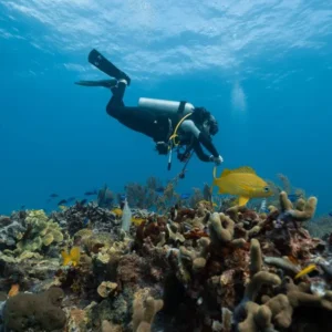 Bali coral reef planting tour booking hands-on conservation