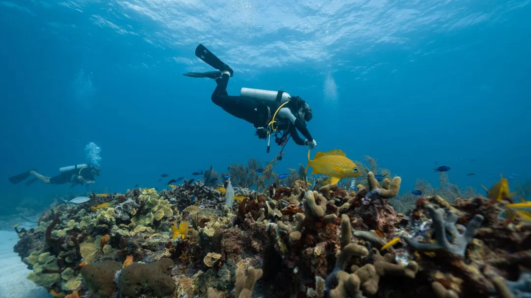 Bali coral reef planting tour booking hands-on conservation