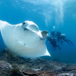 Manta Dive Gili Air resort booking beachfront pool view