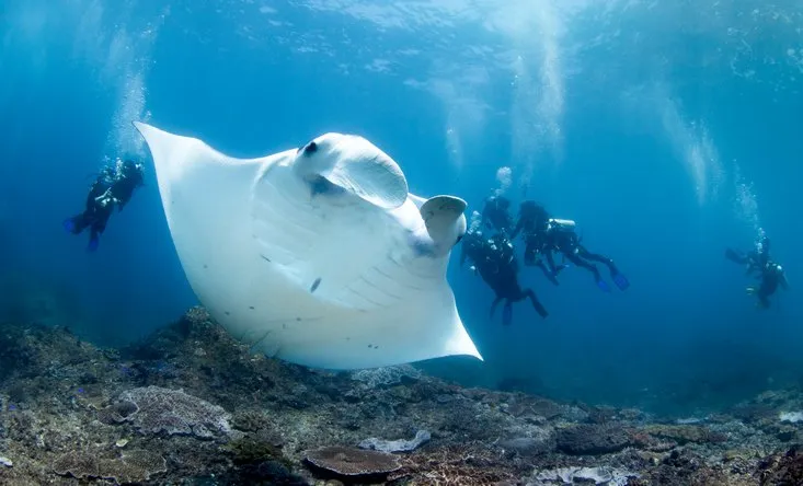 Manta Dive Gili Air resort booking beachfront pool view
