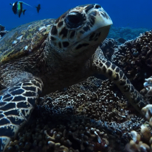 Gili Trawangan dive and stay package price Manta Dive Resort