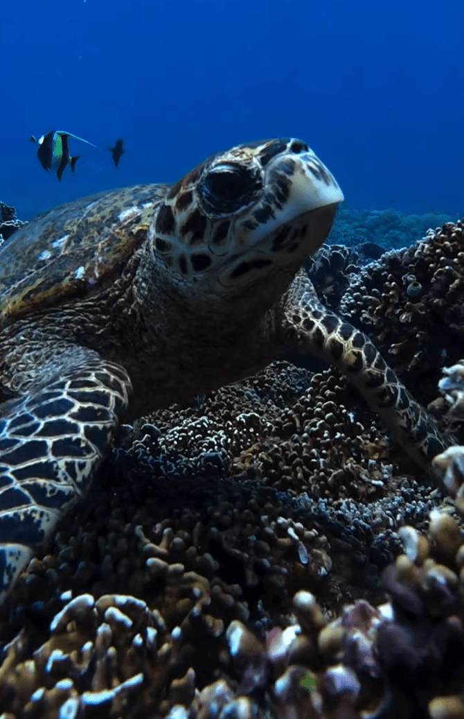 Gili Trawangan dive and stay package price Manta Dive Resort Gili Trawangan dive and stay package price Manta Dive Resort