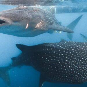 Sumbawa whale shark tour package price swimming with giants