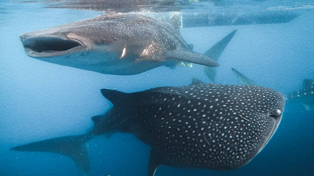 Sumbawa whale shark tour package price swimming with giants