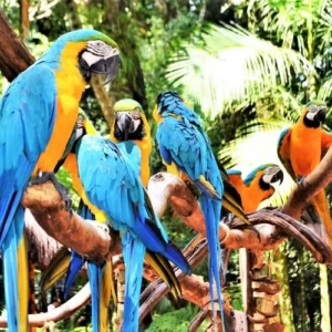 Bali Bird Park official ticket price Bali Starling encounter