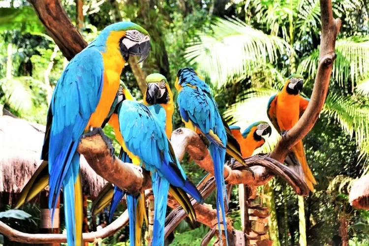 Bali Bird Park official ticket price Bali Starling encounter