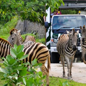 Bali Safari and Marine Park official ticket price Rhino safari