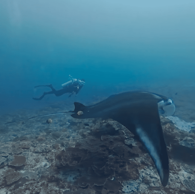 Bali scuba diving packages price coral reef adventure