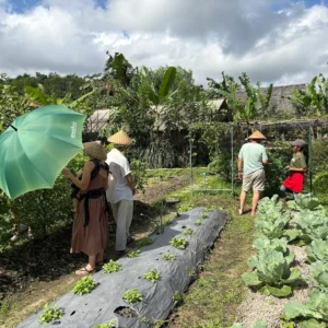 Sidemen yoga and trekking retreat deals Anandinii rice field view