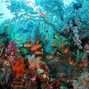 Tulamben Scuba Diving Adventures
