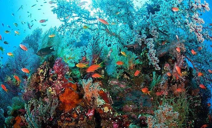 Tulamben Scuba Diving Adventures