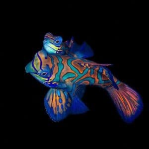 Bali 10-Day Dive and Culture Tour