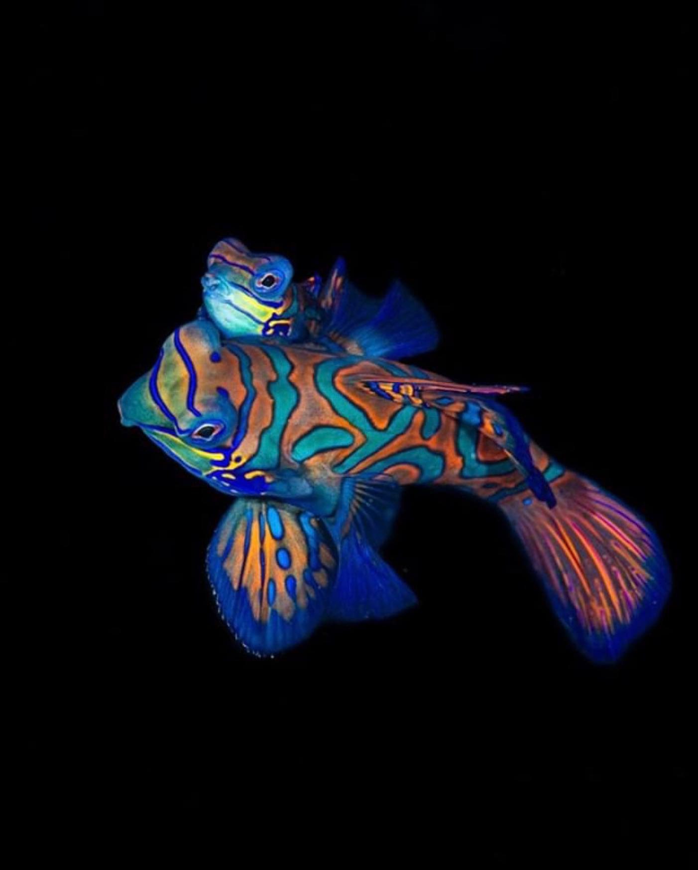 Bali 10-Day Dive and Culture Tour Bali 10-Day Dive and Culture Tour